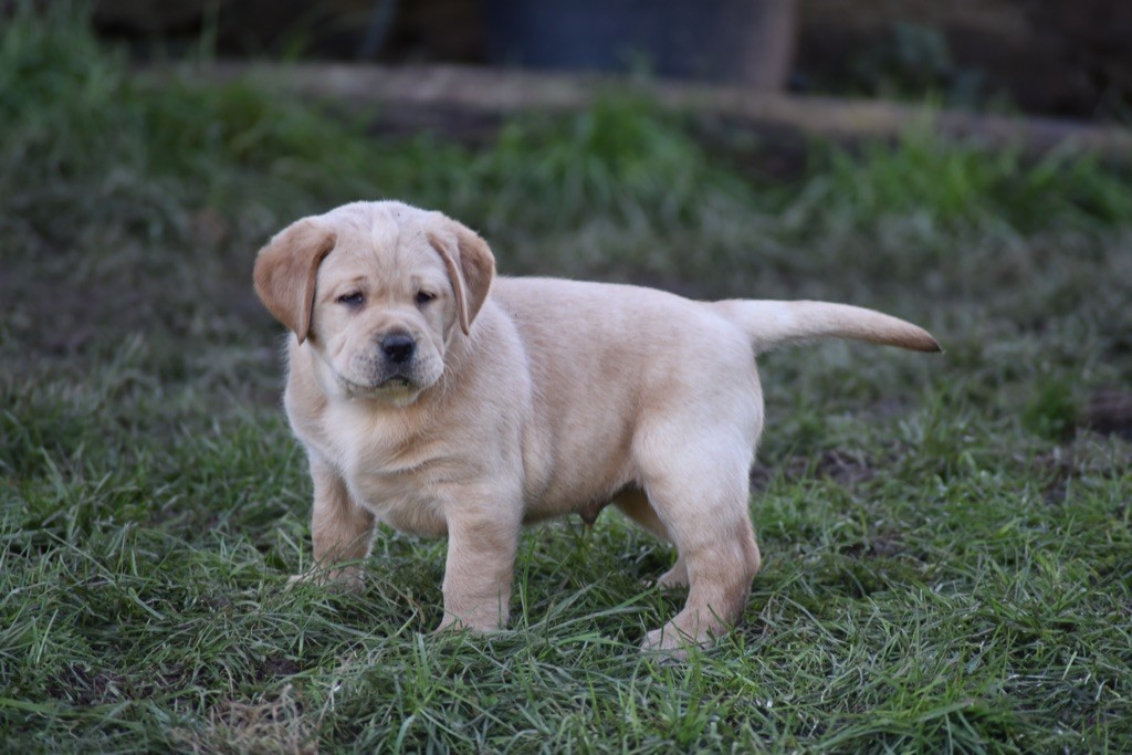 Justine Joveniaux - Le Maj'Horse - Chiot disponible  - Labrador Retriever