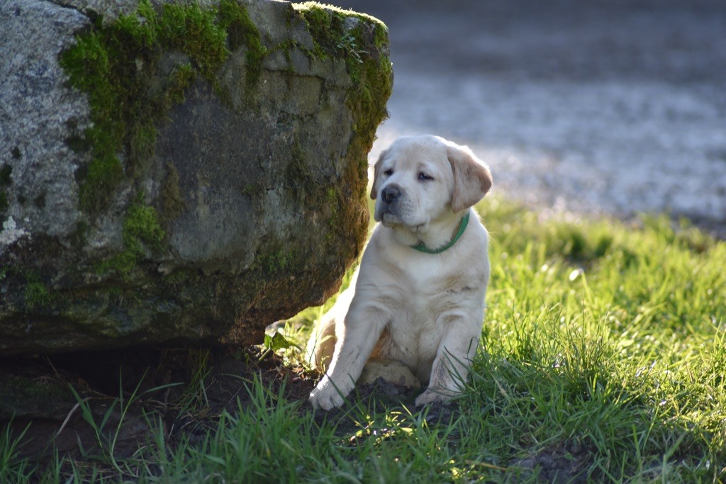 chiot Labrador Retriever Justine Joveniaux - Le Maj'Horse