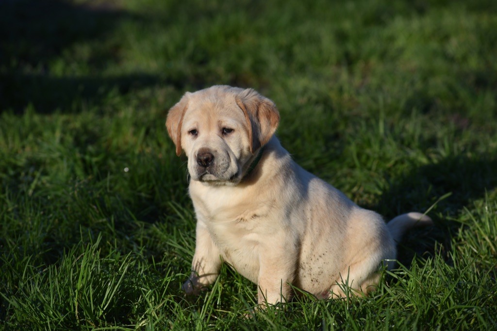 Justine Joveniaux - Le Maj'Horse - Chiot disponible  - Labrador Retriever