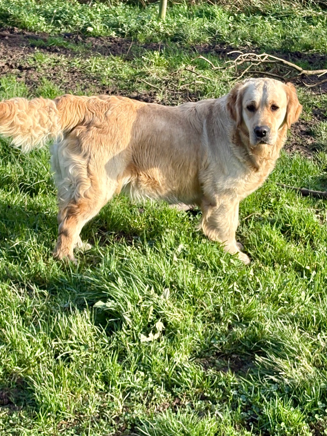 Une Cybele histoire d or Du Domaine De Bonavis