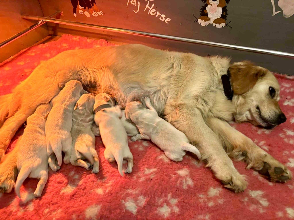 Justine Joveniaux - Le Maj'Horse - Chiots disponibles - Golden Retriever