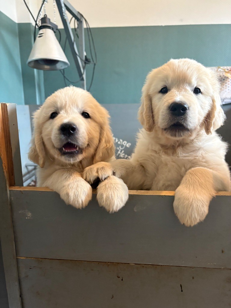 Justine Joveniaux - Le Maj'Horse - Chiots disponibles - Golden Retriever