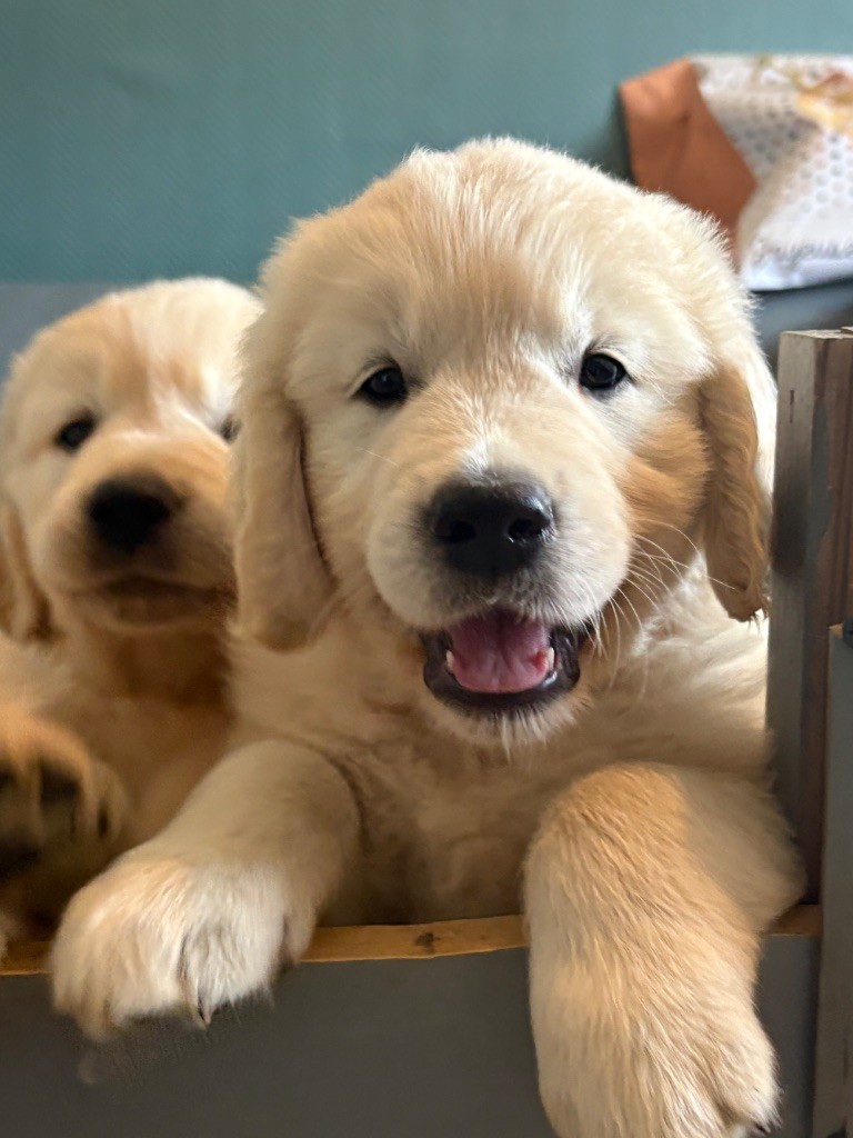 Justine Joveniaux - Le Maj'Horse - Chiots disponibles - Golden Retriever