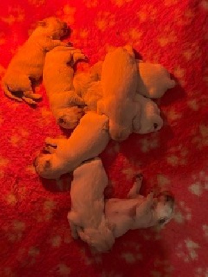 CHIOT 5