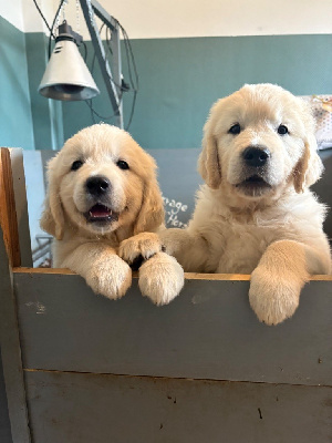 CHIOT 3