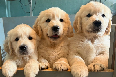 CHIOT 1