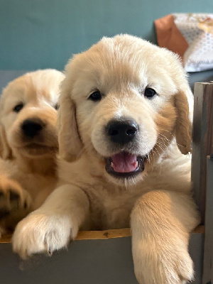 CHIOT 2