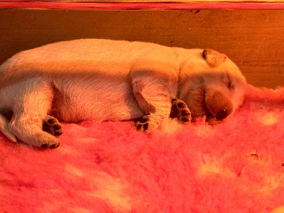 CHIOT 1