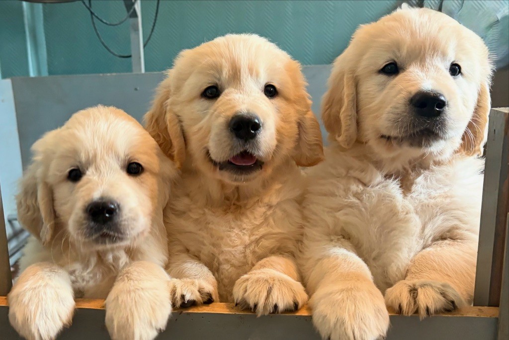 Chiot Golden Retriever Justine Joveniaux - Le Maj'Horse