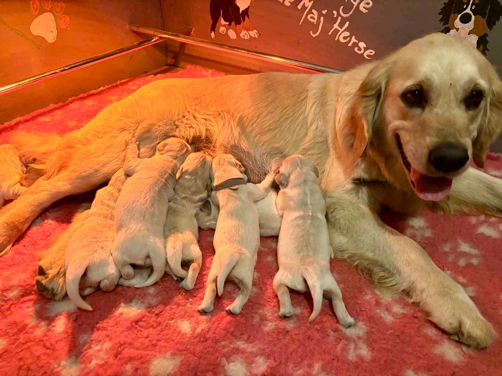 Chiot Golden Retriever Justine Joveniaux - Le Maj'Horse